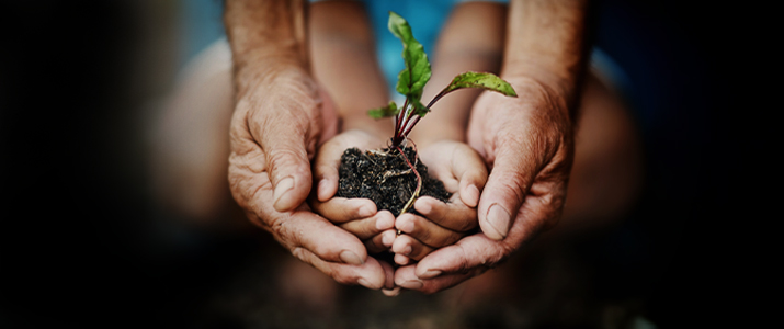 hands holding a growing plant